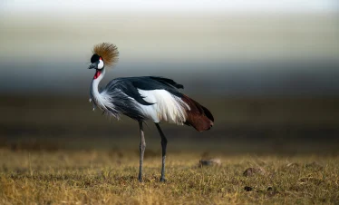 grey crowned Uganda Crane
