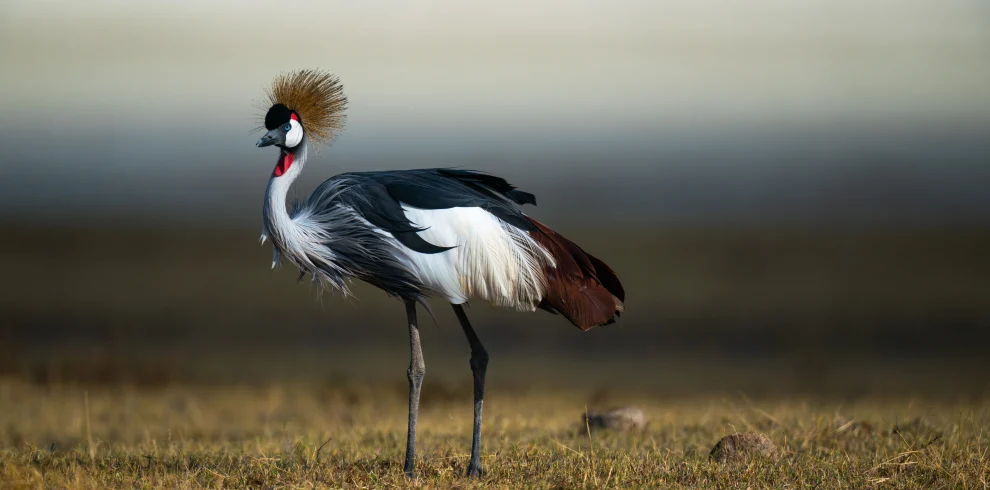 grey crowned Uganda Crane