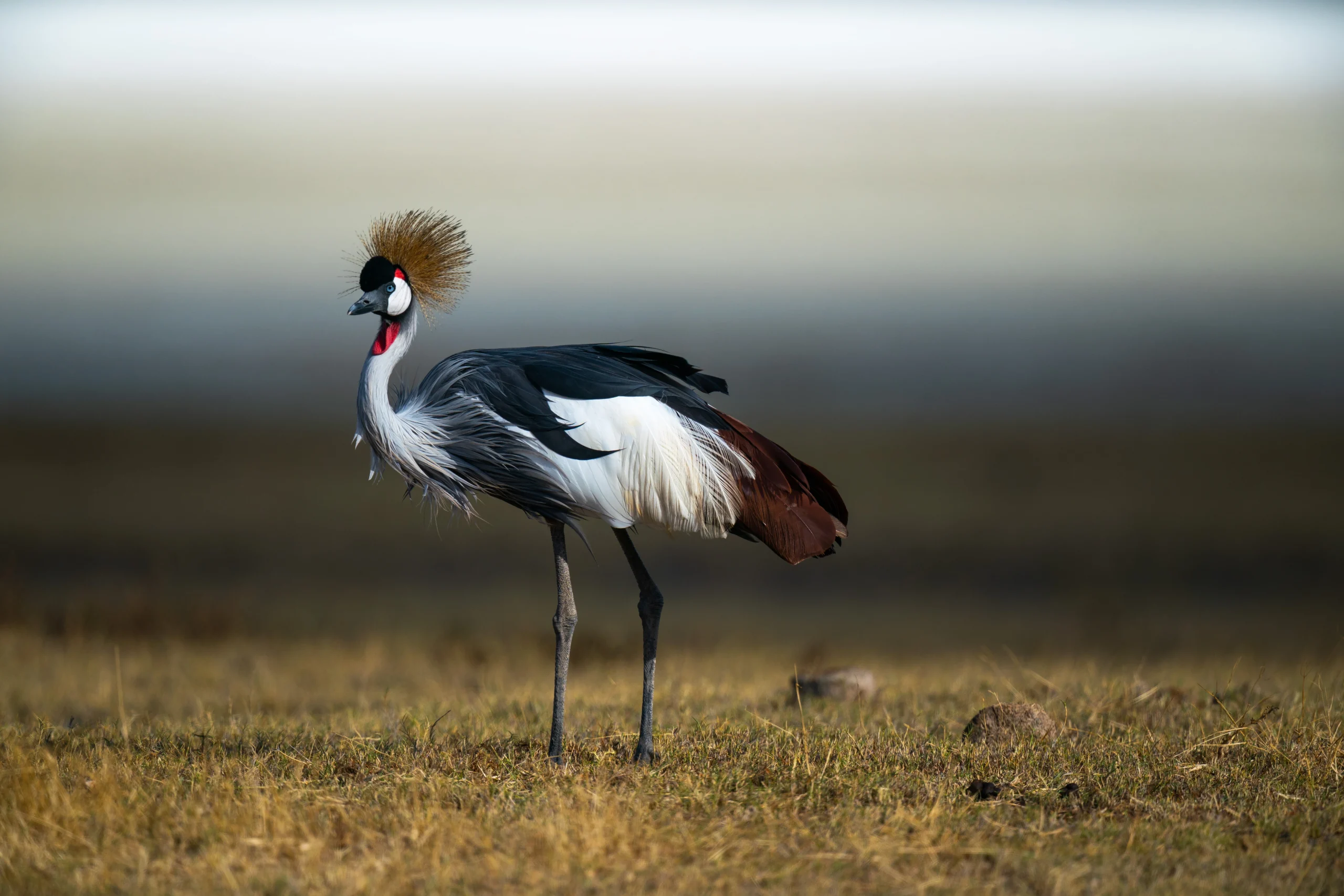 grey crowned Uganda Crane