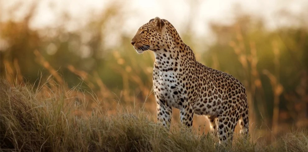 african-leopard-female-pose-beautiful-evening-light