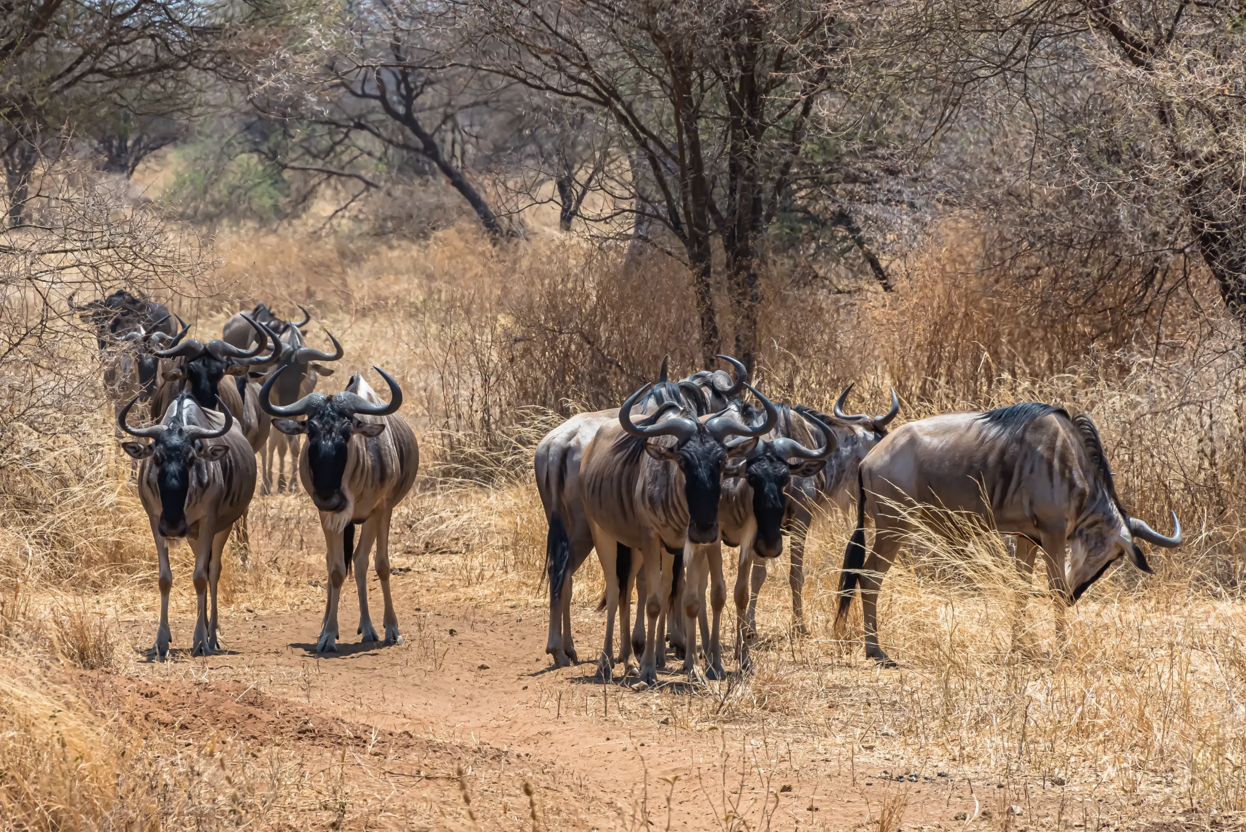 African Wildebeests East african animals