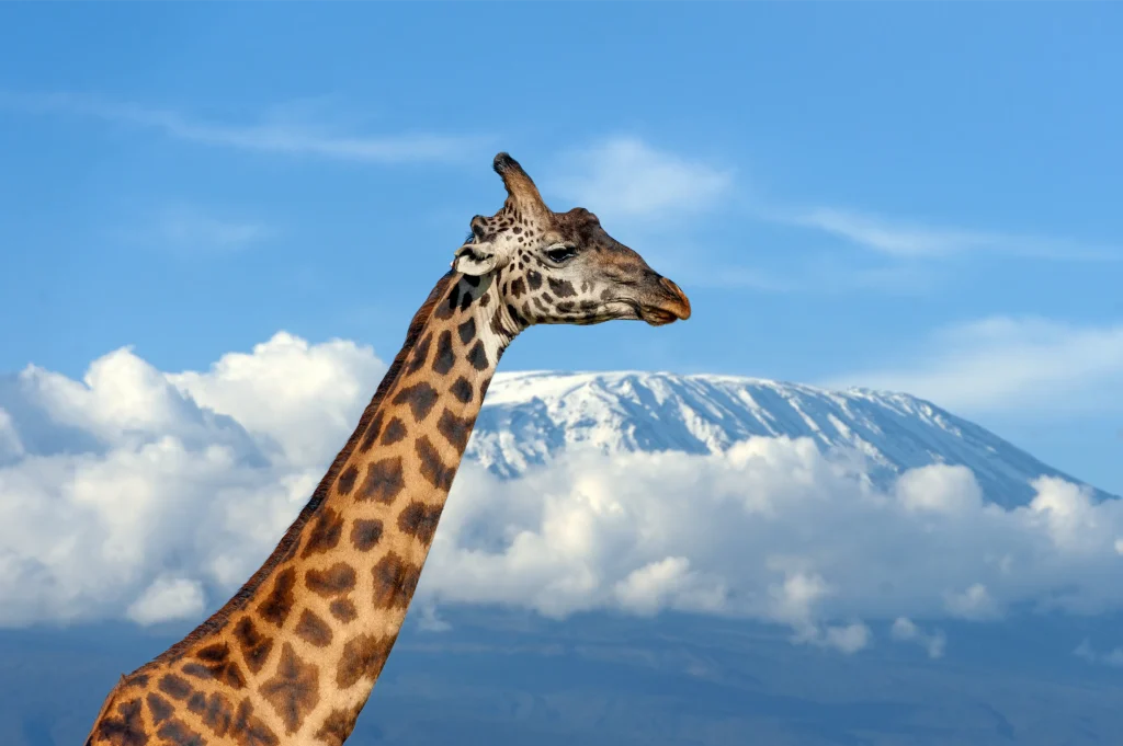 A picture of a giraffe on Kilimanjaro background