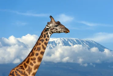 A picture of a giraffe on Kilimanjaro background