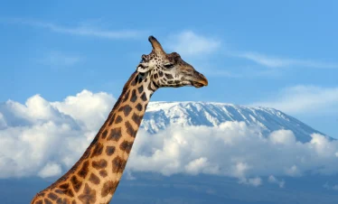 A picture of a giraffe on Kilimanjaro background