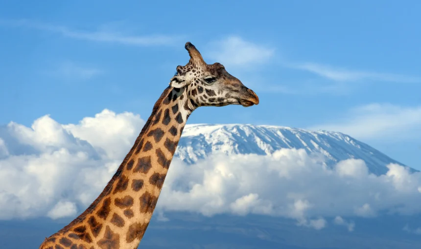 Mt. Kilimanjaro Travel Guide. Dun Travel Safaris.