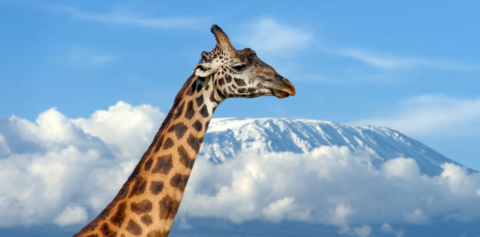 A picture of a giraffe on Kilimanjaro background