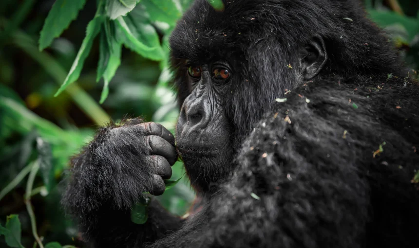 7 Days Rwanda Gorillas & Chimps Safari – Explore Primate Paradise