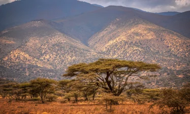 Trees, Mountain
