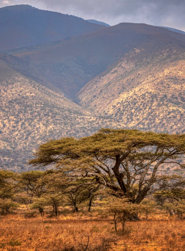 Trees, Mountain