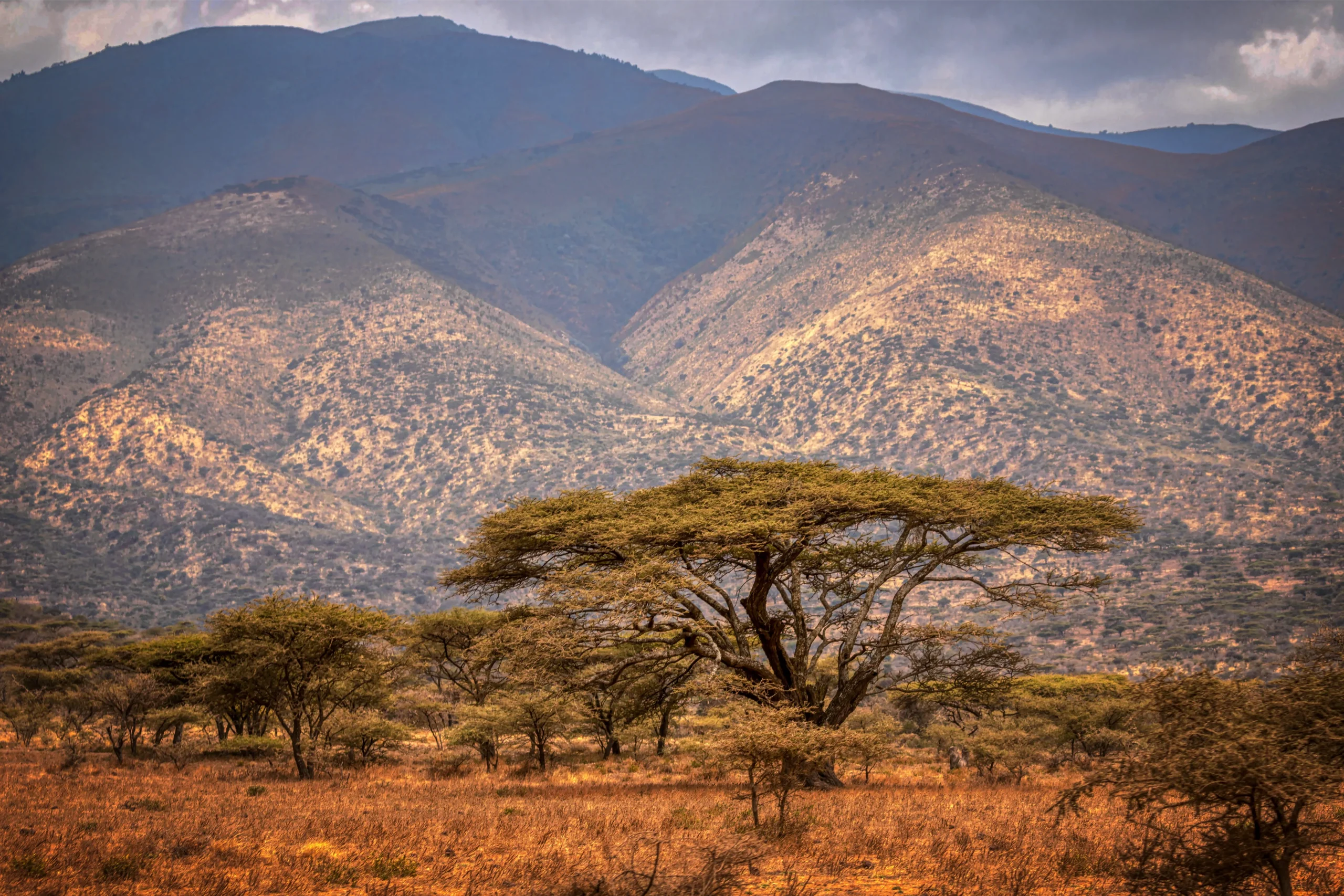 Trees, Mountain