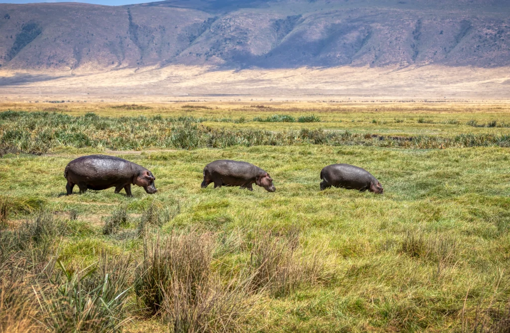 Hippopotamus