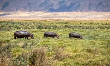 Hippopotamus