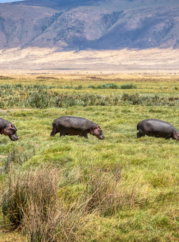 Hippopotamus