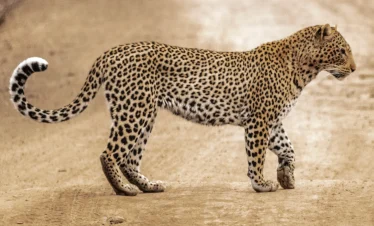 Leopard