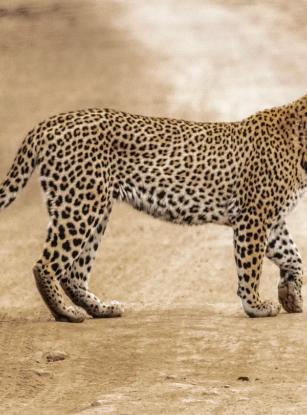 Leopard