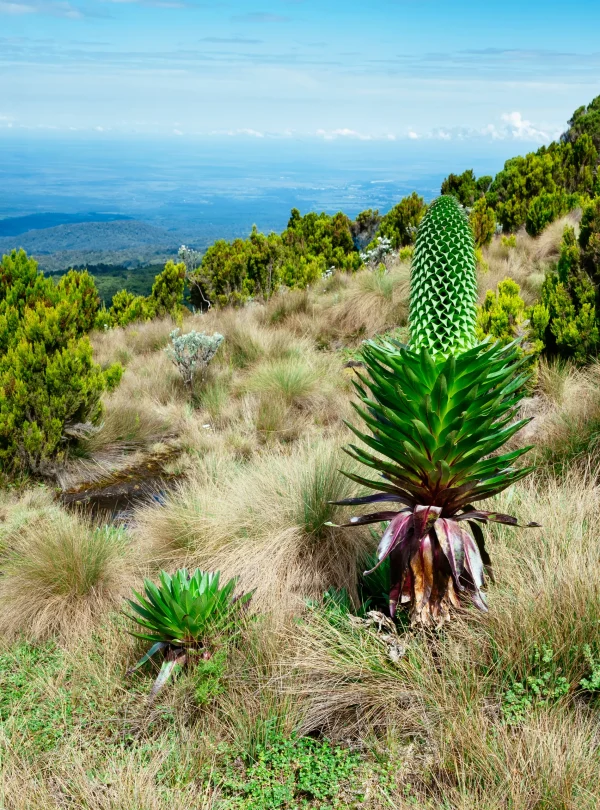 mountain vegetation