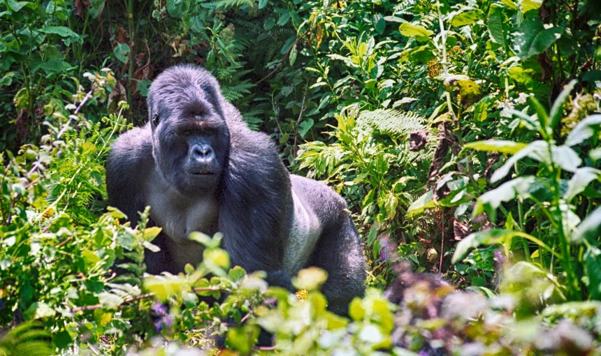 5 Day Rwanda Gorilla Trek