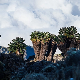 Giant Lobelia Trees on Mt. Kilimanjaro