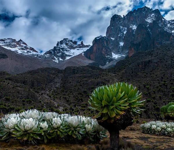 Mt. Kenya Peak. East Africa Safari