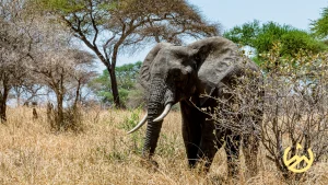 Elephant in amboseli