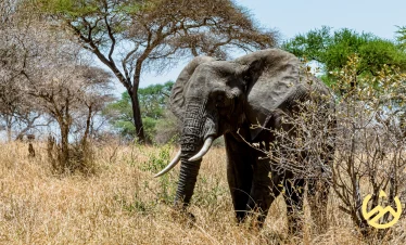 Elephant in amboseli