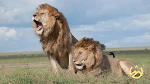 Lion in the amboseli