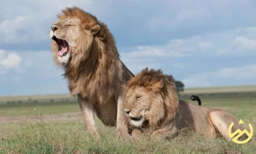 Lions in the park