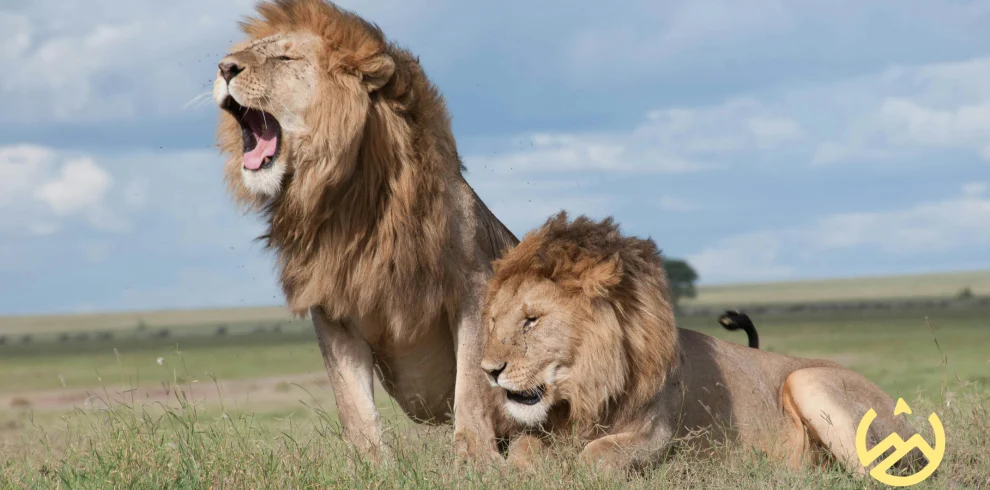 Lions in the park