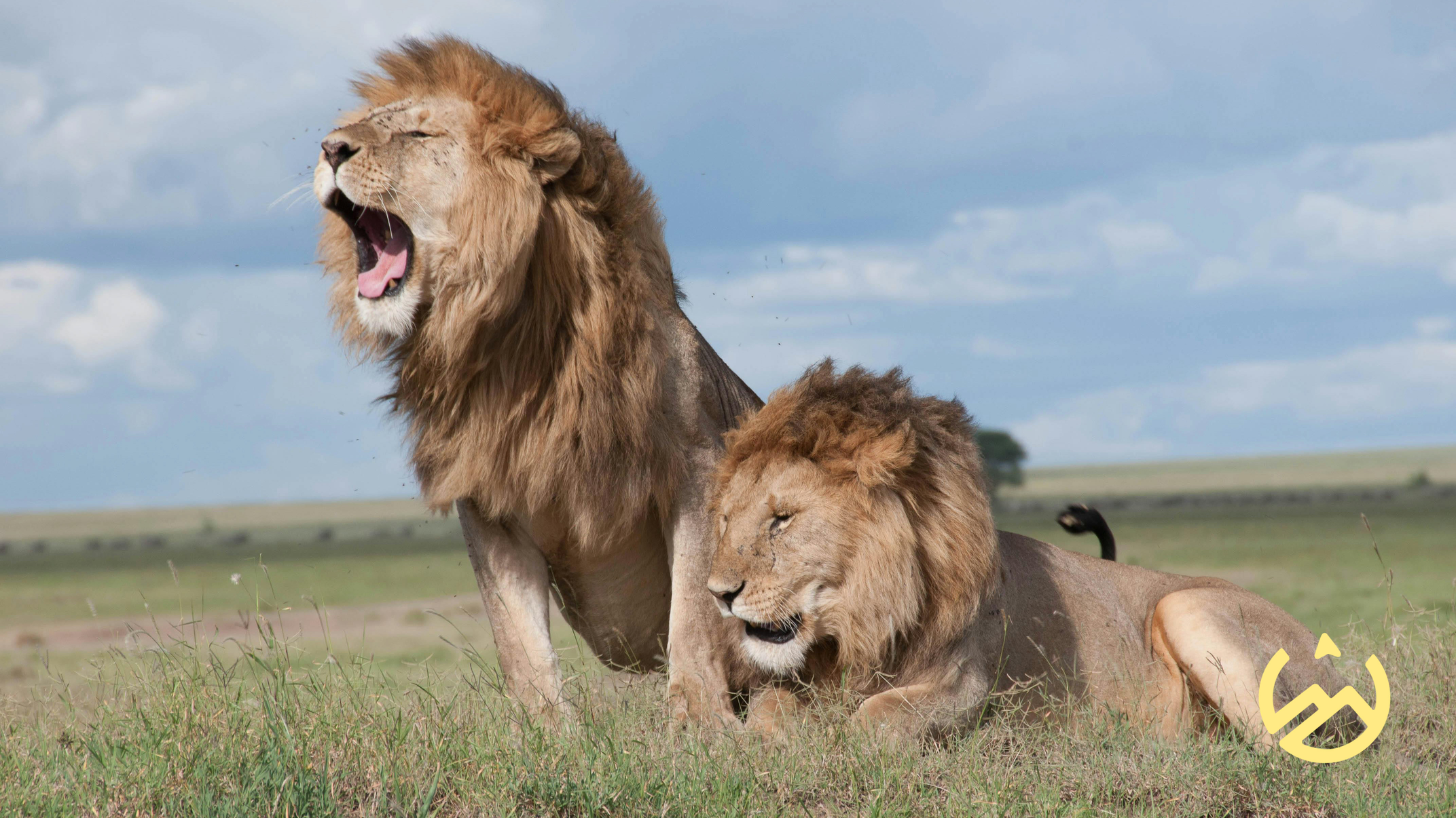 Lions in the park