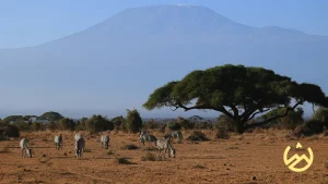 Mount Kilimanjaro Backdrop