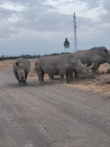 Rhino at Ol Pejeta conservancy