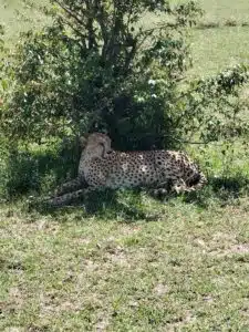 Cheetah at Maasai Mara National Reserve
