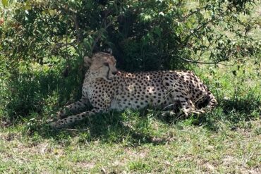 Cheetah at Maasai Mara National Reserve