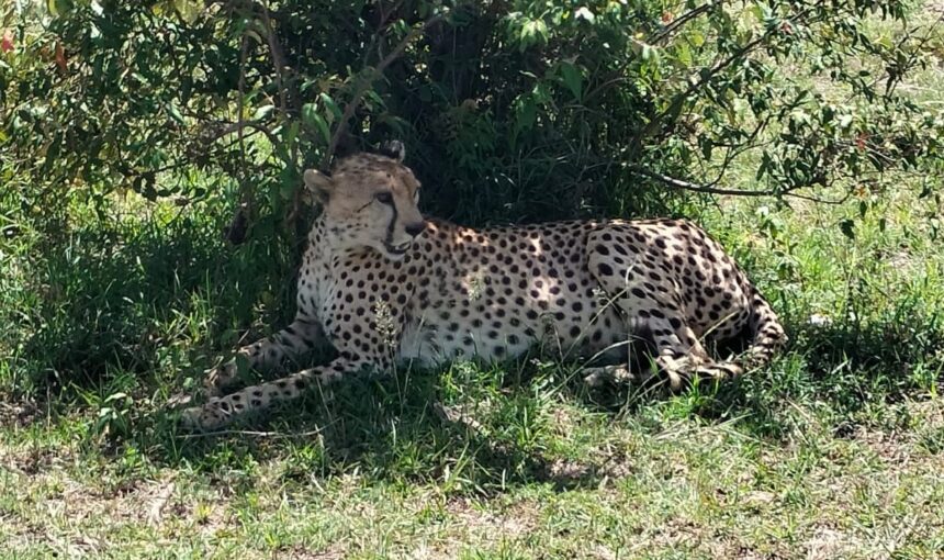 What to Pack for a Maasai Mara Safari
