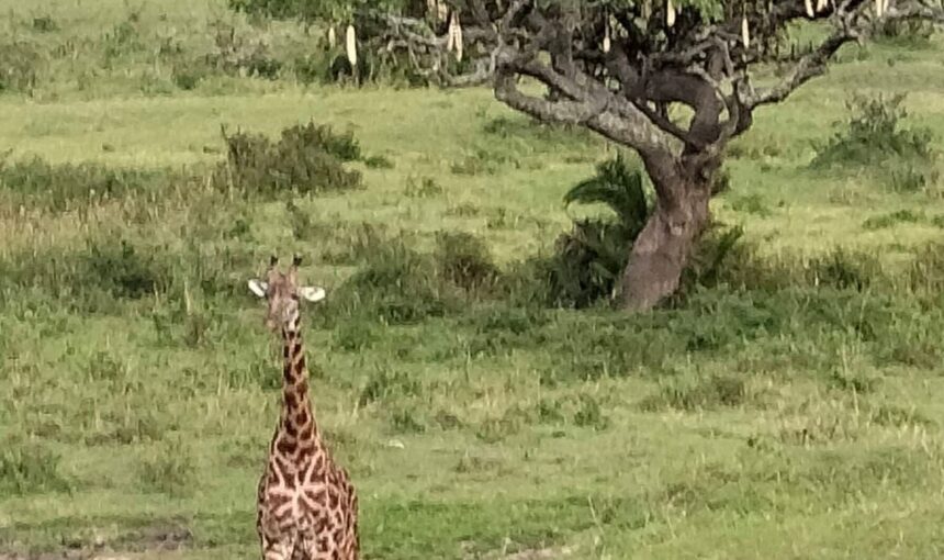 Maasai Mara vs. Serengeti: Which Safari Destination Is Right for You?